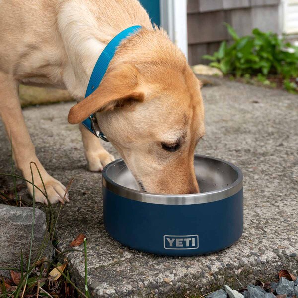 dog drinking out of navy Yeti pet bowl
